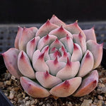 PRESALE Echeveria Pavillion, (Random)