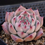 PRESALE Echeveria Pavillion, (Random)