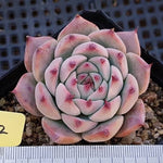 PRESALE Echeveria Pavillion, (Random)