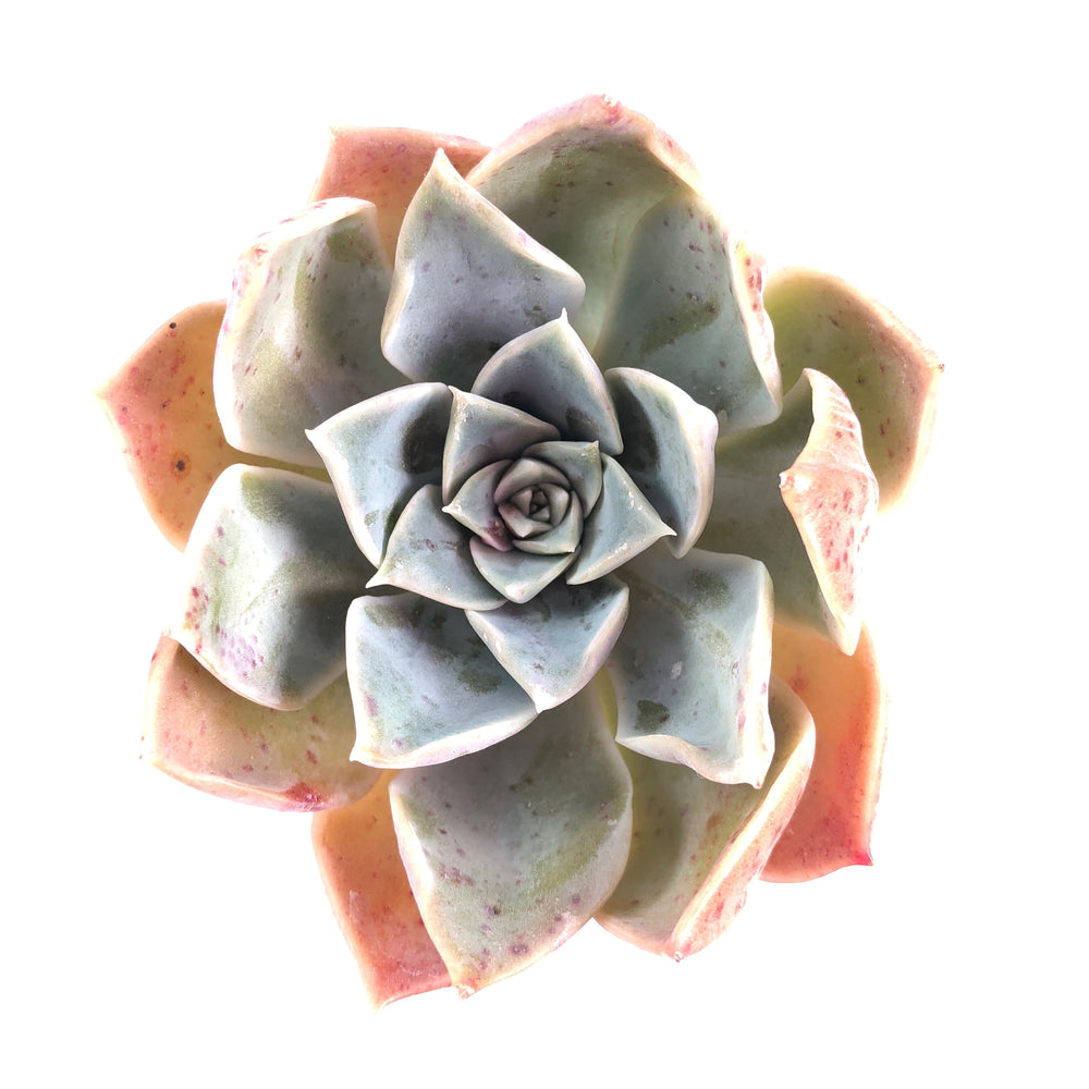 THE GOOD, THE BAD and The UGLY SALE! Echeveria 'Sunset'