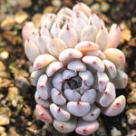 **SPECIAL REQUEST**- Echeveria Sp, (Double)