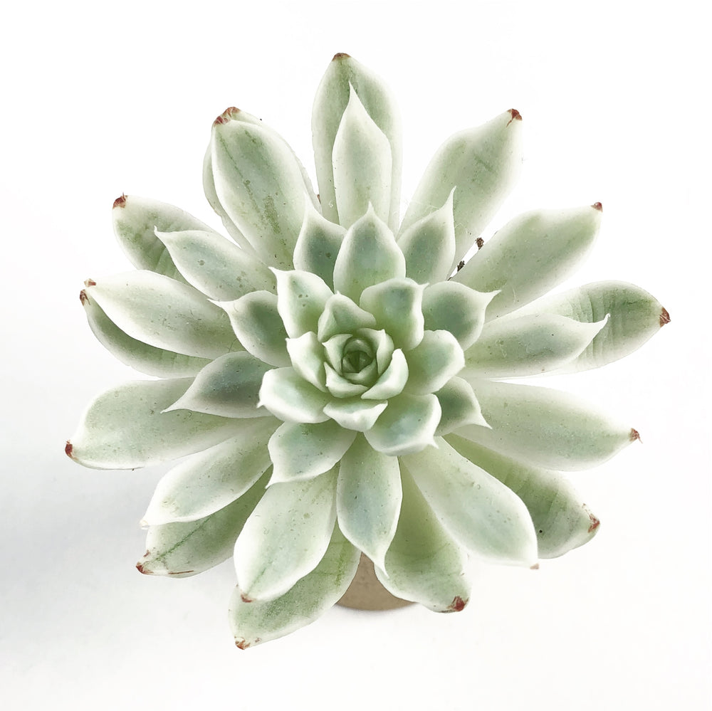 THE GOOD, THE BAD and The UGLY SALE! Echeveria Unknown