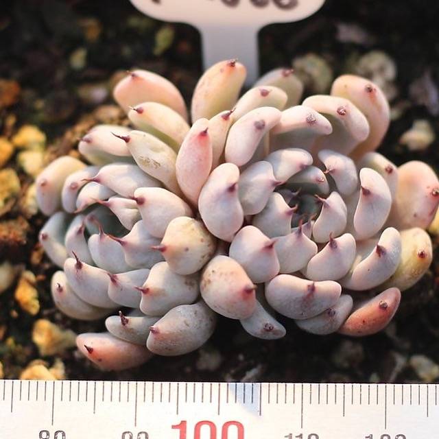 **SPECIAL REQUEST**- Echeveria Sp, (Double)