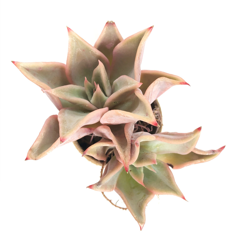 THE GOOD, THE BAD and The UGLY SALE! Echeveria Madiba