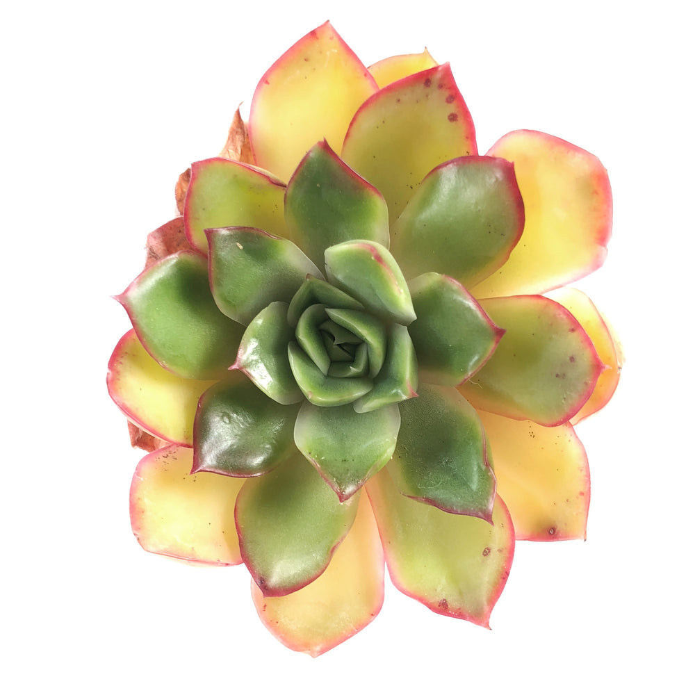 THE GOOD, THE BAD and The UGLY SALE! Echeveria Unknown