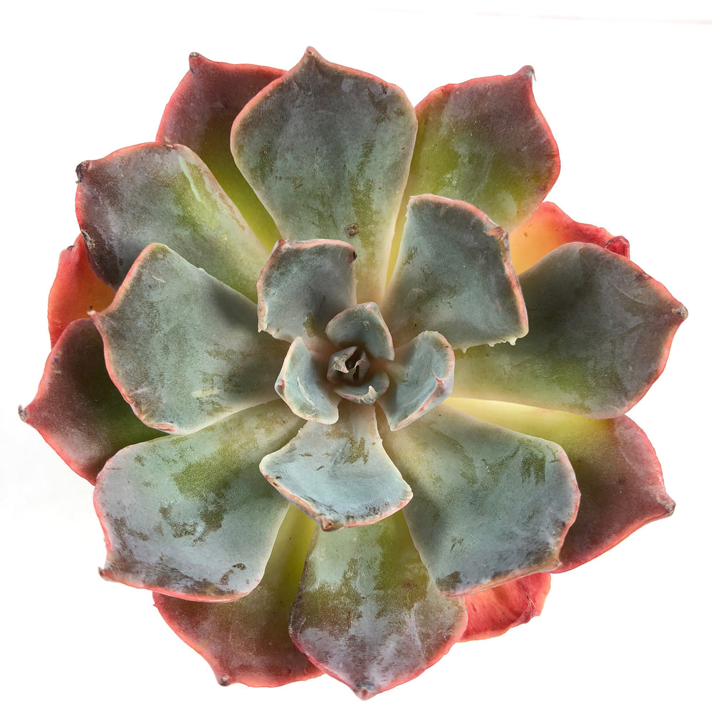 THE GOOD, THE BAD and The UGLY SALE! Echeveria Color Liner