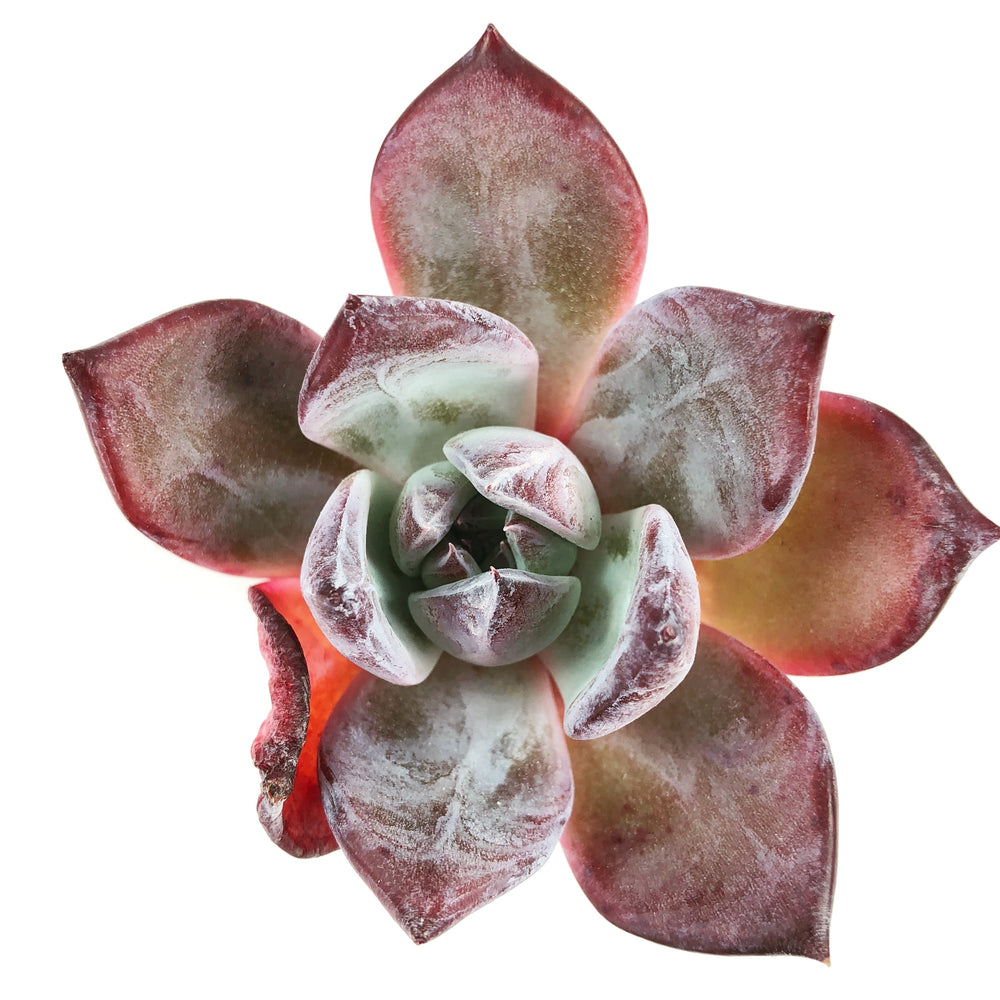 THE GOOD, THE BAD and The UGLY SALE! Echeveria Black Sabbath (B-Type?)