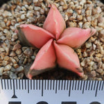 WHITE PEACOCK! PRESALE Nambong Okgum (Variegated Astrophytum)