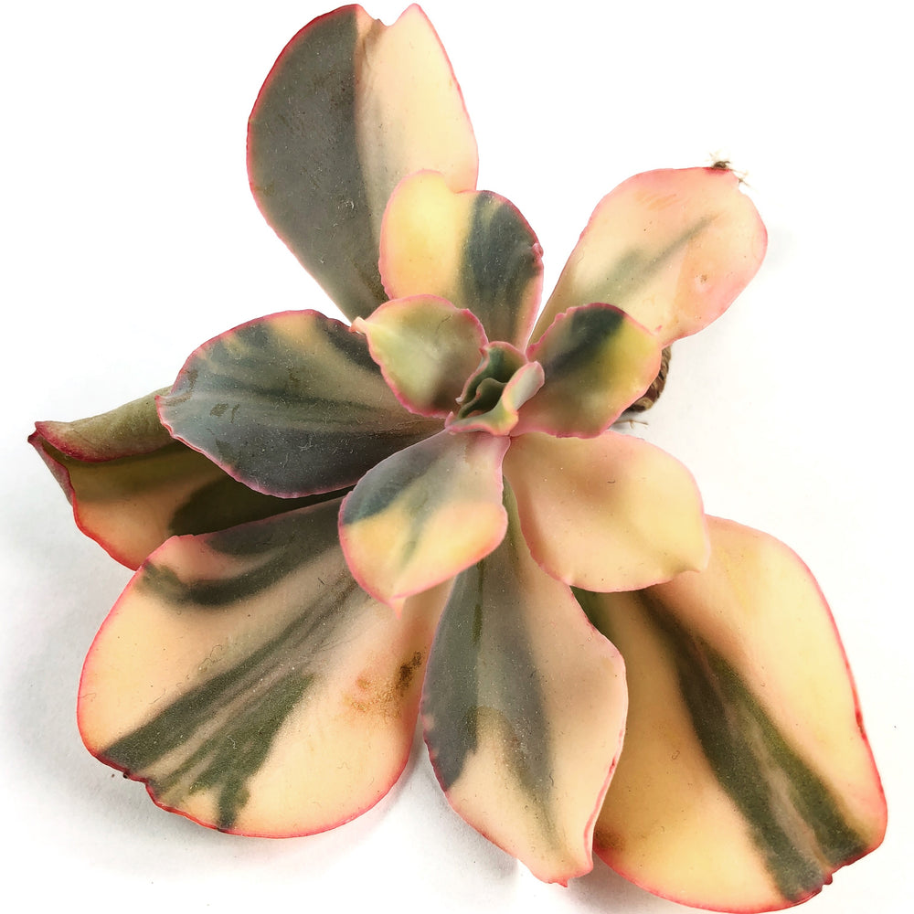 THE GOOD, THE BAD and The UGLY SALE! Echeveria Shaviana, Variegata