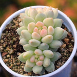 PRESALE Echeveria Crown Ball, Triple
