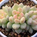 PRESALE Echeveria Crown Ball, Triple