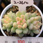 PRESALE Echeveria Crown Ball, Triple