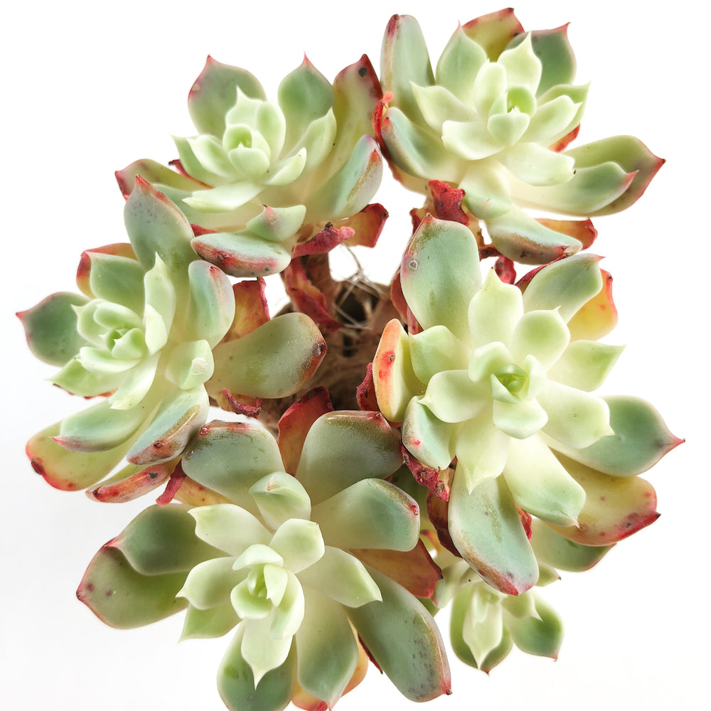 THE GOOD, THE BAD and The UGLY SALE! Echeveria Unknown (If Sold Out, Please Read)