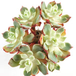 THE GOOD, THE BAD and The UGLY SALE! Echeveria Unknown (If Sold Out, Please Read)