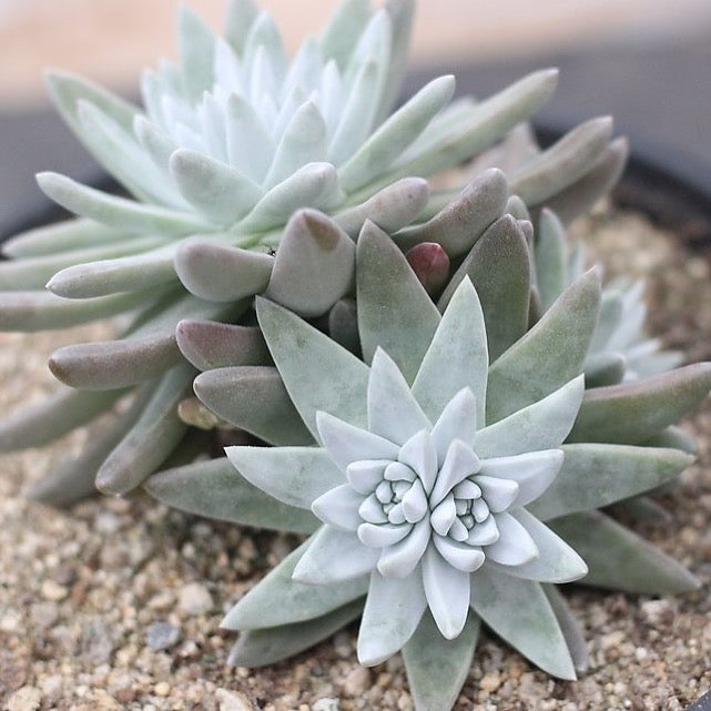 dollybelle succulent PRESALE Echeveria Dudleya Farinosa