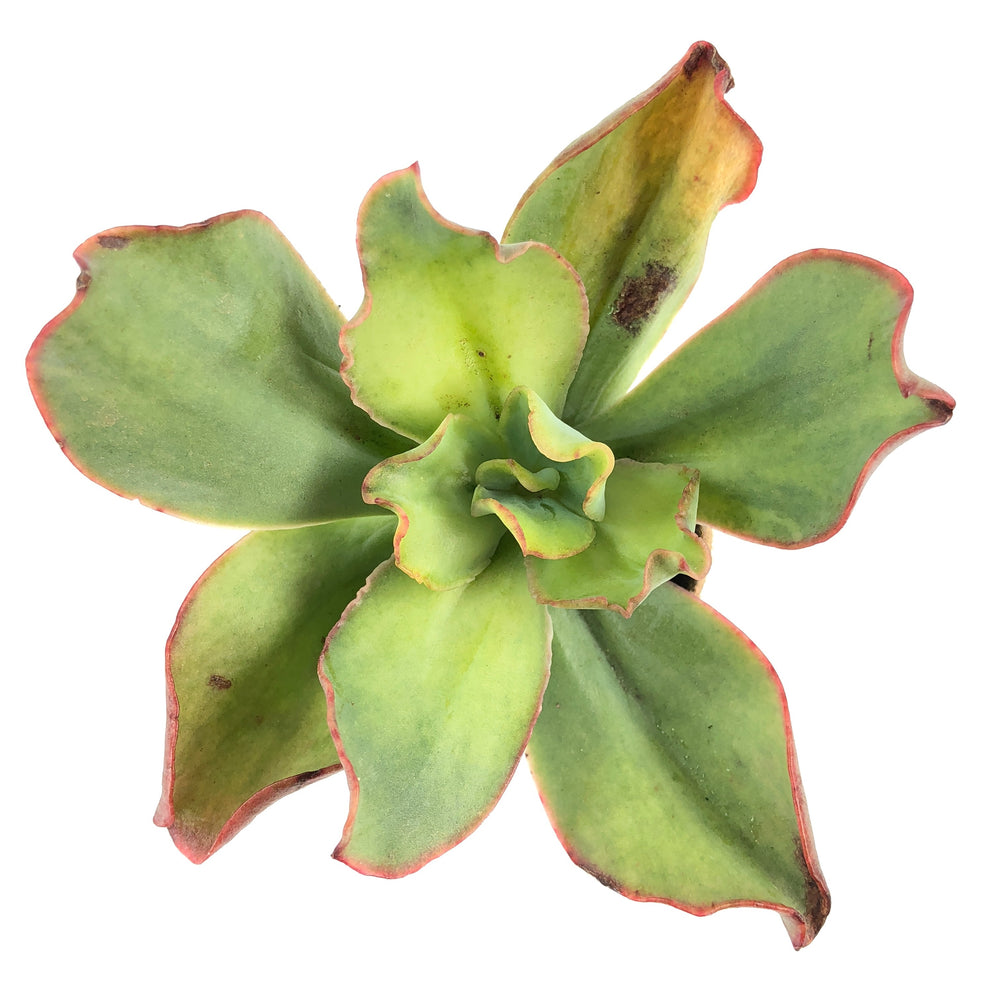 THE GOOD, THE BAD and The UGLY SALE! Echeveria Taida Gold