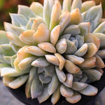 PRESALE Echeveria Snow Bunny, (Cluster)