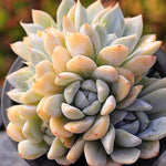 PRESALE Echeveria Snow Bunny, (Cluster)