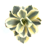 THE GOOD, THE BAD and The UGLY SALE! Echeveria Japan Moon River