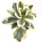 THE GOOD, THE BAD and The UGLY SALE! Echeveria Japan Moon River