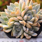 PRESALE Echeveria Snow Bunny, (Cluster)