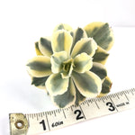 THE GOOD, THE BAD and The UGLY SALE! Echeveria Japan Moon River