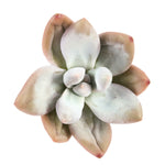 THE GOOD, THE BAD and The UGLY SALE! Pachyphytum 'Collagen'