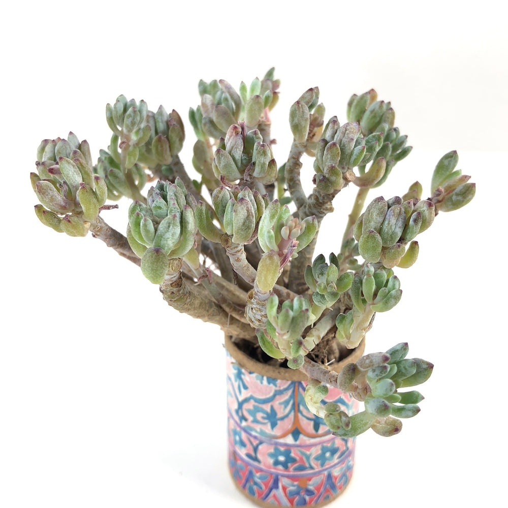 THE GOOD, THE BAD and The UGLY SALE! Gratptoveria Blue Beans