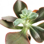 THE GOOD, THE BAD and The UGLY SALE! Echeveria 'Kissing'