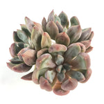 THE GOOD, THE BAD and The UGLY SALE! Echeveria Orange Sharet