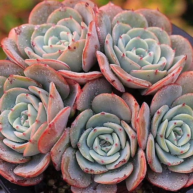 PRESALE Echeveria Atlantis Cluster