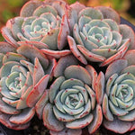 PRESALE Echeveria Atlantis Cluster