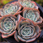 PRESALE Echeveria Atlantis Cluster