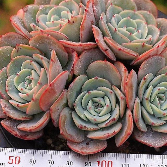 PRESALE Echeveria Atlantis Cluster