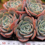 PRESALE Echeveria Atlantis Cluster