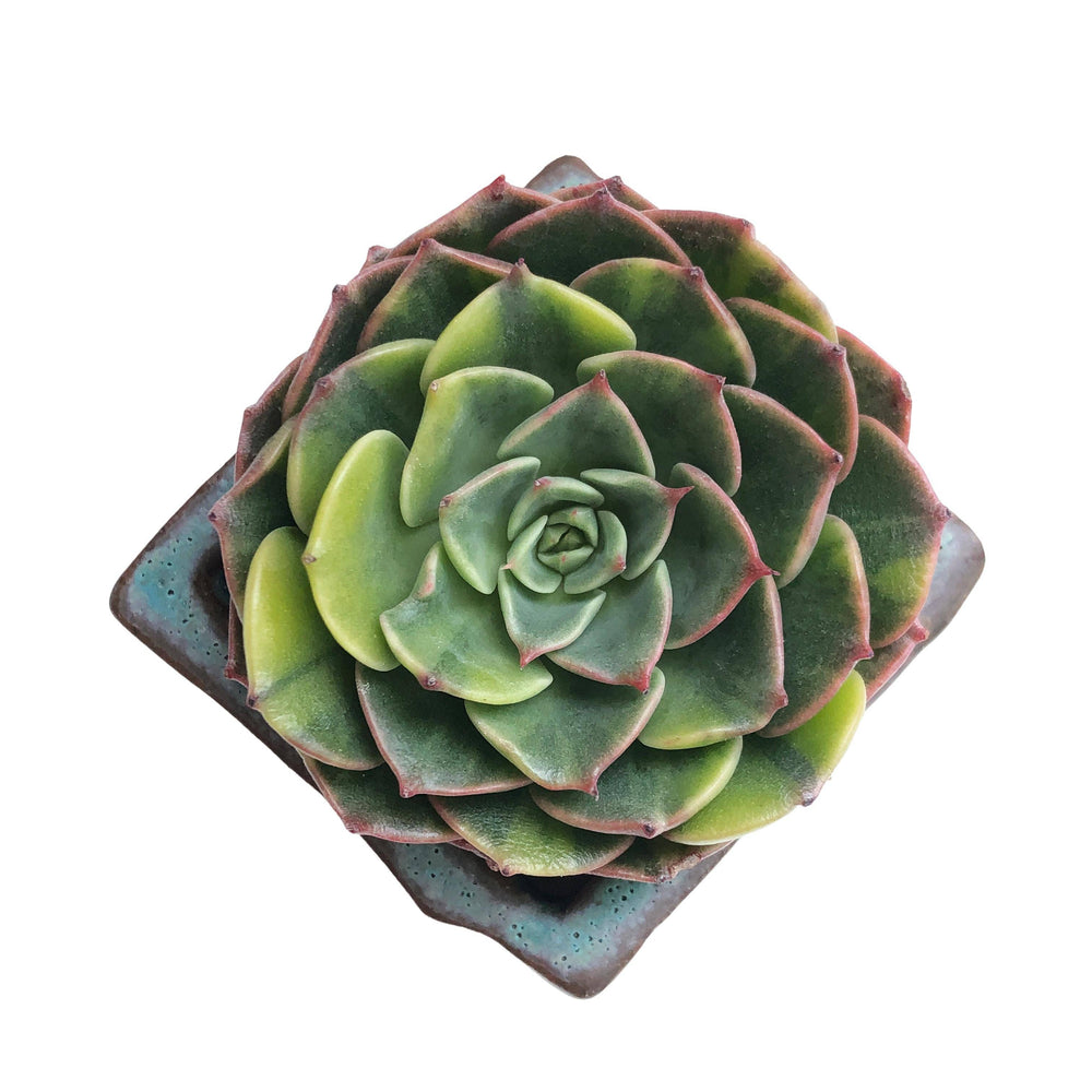 Echeveria Lime and Chile, Variegata (Pupping)