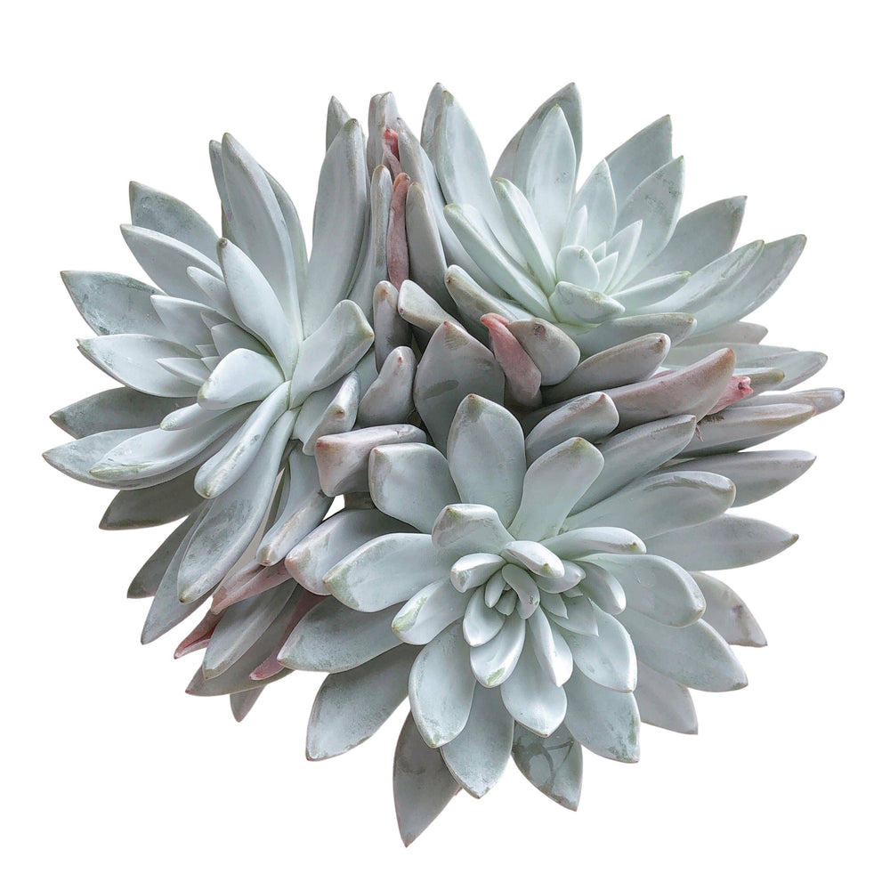 lettuce succulent Dudleya Farinosa Bluff Lettuce, Huge Cluster, (Randomish) – Cedar Creek Farmhouse