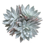 Dudleya Farinosa Bluff Lettuce, Huge Cluster, (Randomish)