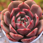 PRESALE Echeveria Black Queen Hybrid