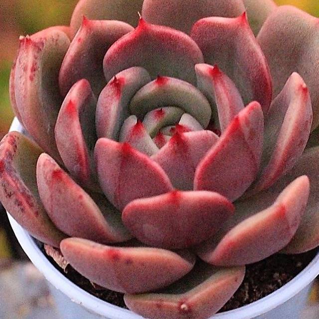 PRESALE Echeveria Black Queen Hybrid