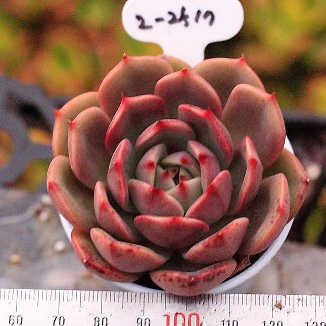 PRESALE Echeveria Black Queen Hybrid