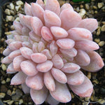 PRESALE Echeveria Monroe, Cristata, (Not so Random)