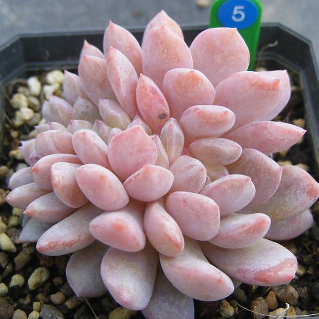 PRESALE Echeveria Monroe, Cristata, (Not so Random)