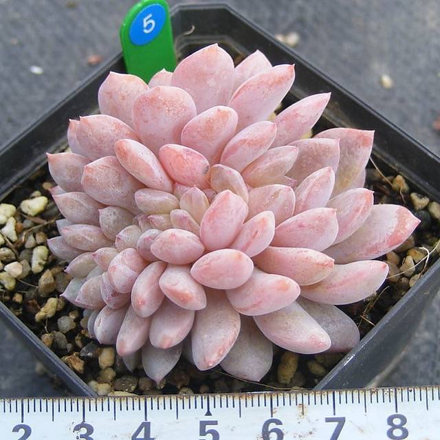 PRESALE Echeveria Monroe, Cristata, (Not so Random)