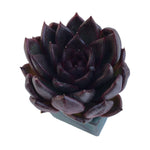 SALE! Echeveria Black Queen Sp. (Randomish)