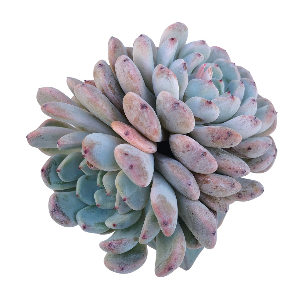 SALE! Echeveria Viyant, Large (Randomish)