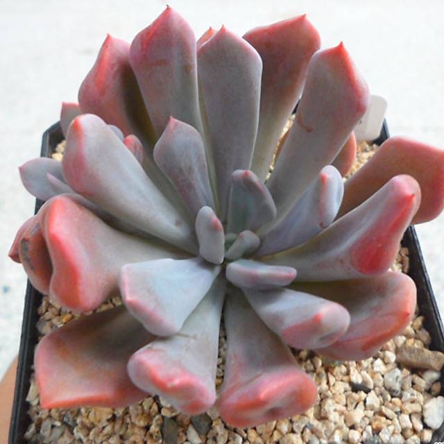 PRESALE Echeveria Cupid, (Random)