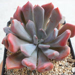 PRESALE Echeveria Cupid, (Random)