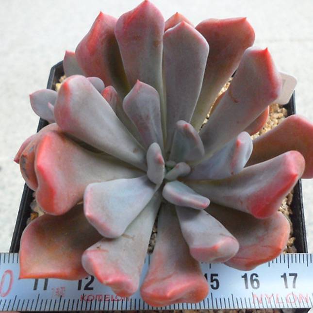 PRESALE Echeveria Cupid, (Random)