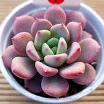 PRESALE Echeveria Limazoe, New, (Not so Random)